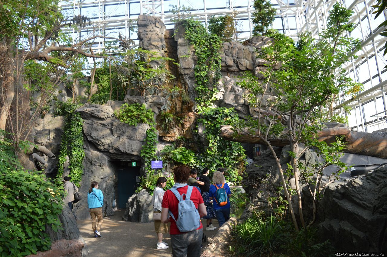 Японский лес