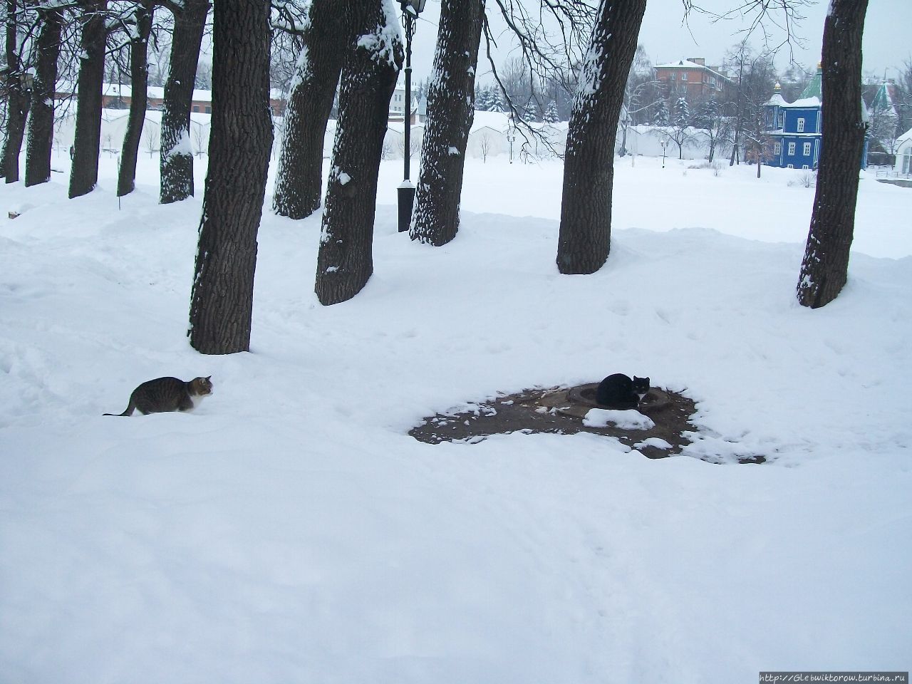 Зимний монастырь со множеством котов Дзержинский, Россия