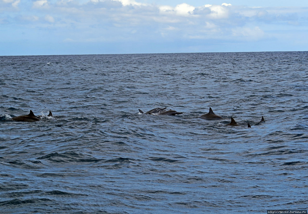 Купание с дельфинами в бухте Тамарен Тамарен, Маврикий