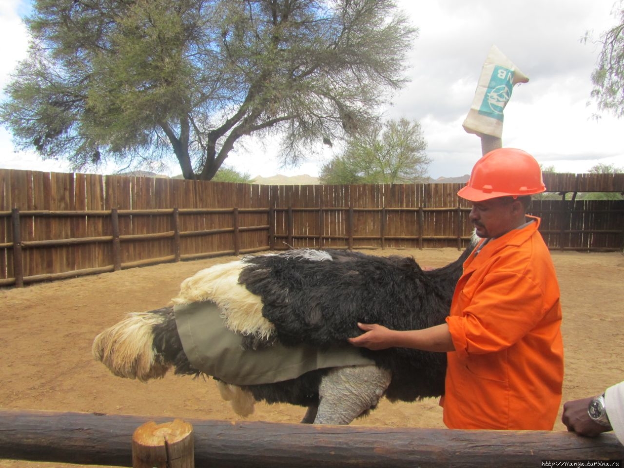 Страусиная ферма Safari Ostrich Show Farm Оудсхорн, ЮАР