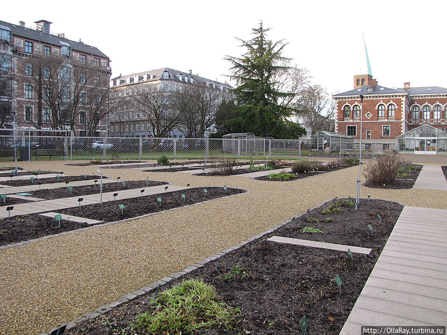 Сад многолетников зимой, конечно, не впечатляет.