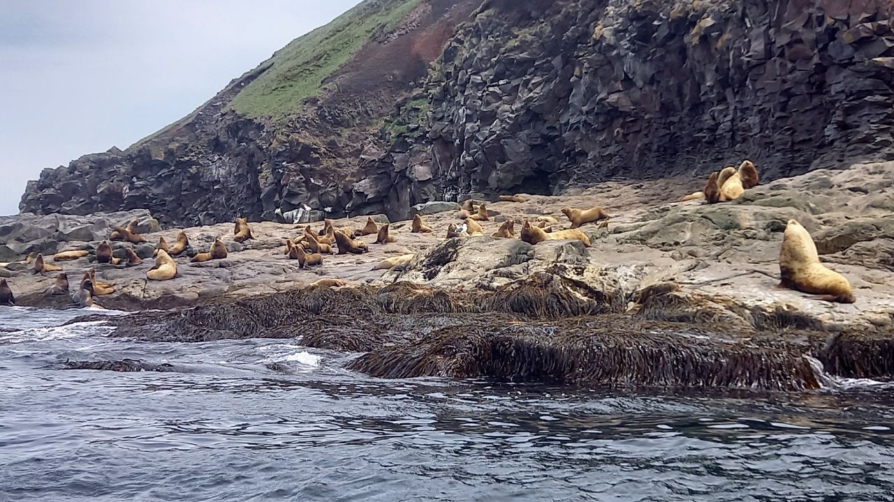 Сивучи —  это ушастый морской  тюлень . Существует и  другое название- морской  лев  Стеллера. Остров Чирпой (Черные братья), Россия