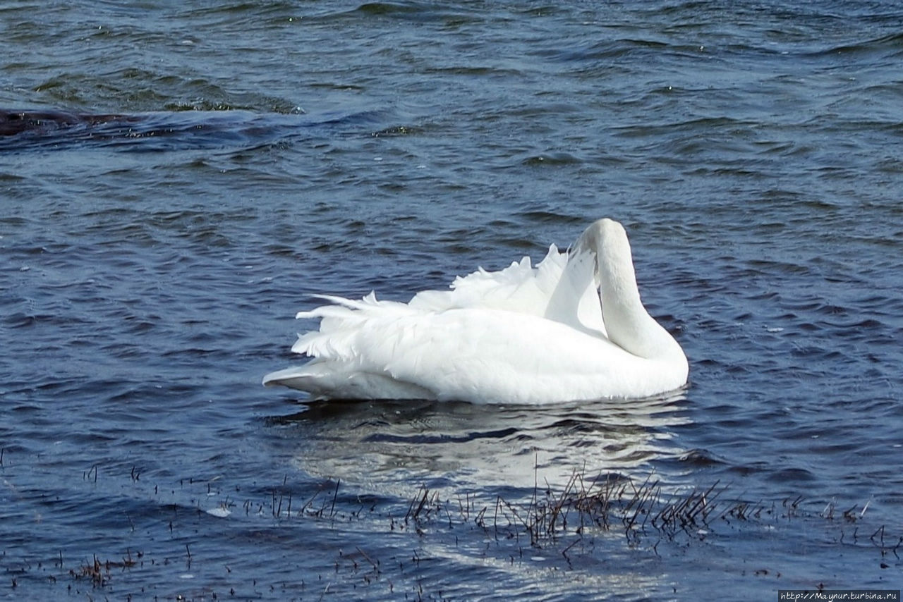 Песня  весне... Южно-Сахалинск, Россия