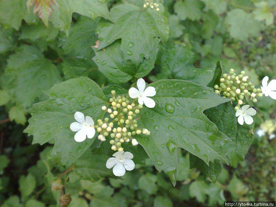 Благодатные капли дождя Раменское, Россия