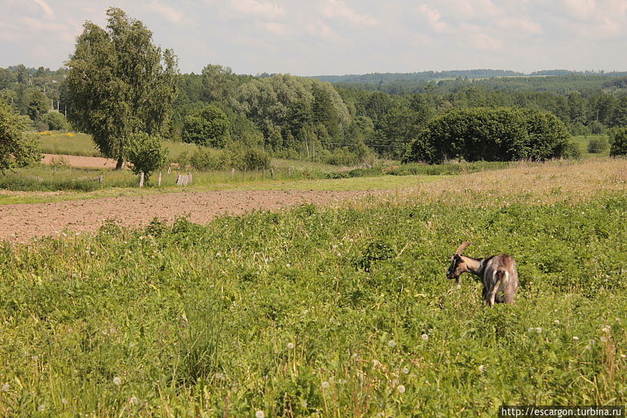Деревенька, в которой проходит, фест, кстати, очень даже небольшая. И жители там довольно колоритные живут.
Впрочем, я их не фотографировала — их внимание и так было слишком привлечено к нашим бродячим особам.
А вот козочку сняла — ей-то похоже все-равно...