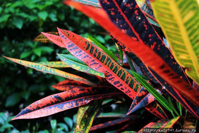 День Рождения в ботаническом саду Букараманга, Колумбия