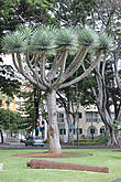 Дерево Драко — Священное дерево о.Тенерифе.