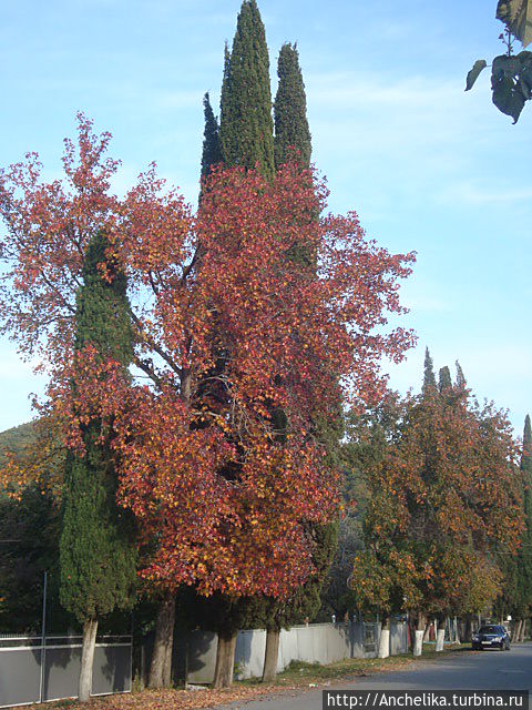 Клён. Село Лидзава.
