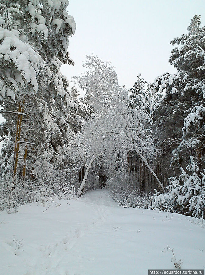 Такого заснеженного леса вам ещё точо не доводилось видеть) Железногорск, Россия