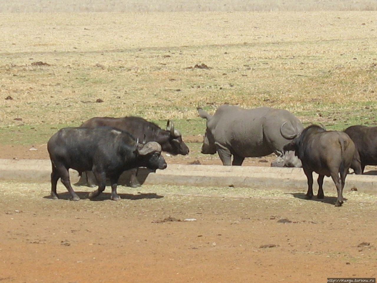 Санитарная остановка со зверями и Лиденбург с обедом. Ч.5 Провинция Мпумаланга, ЮАР