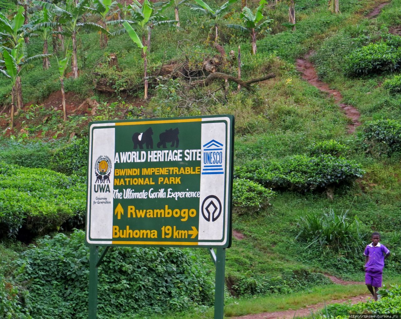 Картинки из Уганды. Катим по краю непроходимого леса Бвинди