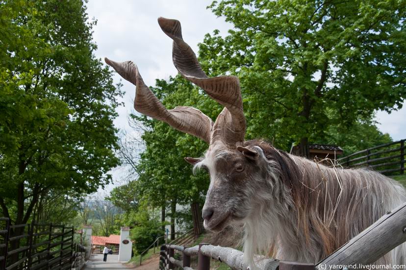 Зоопарк Пльзень, Чехия