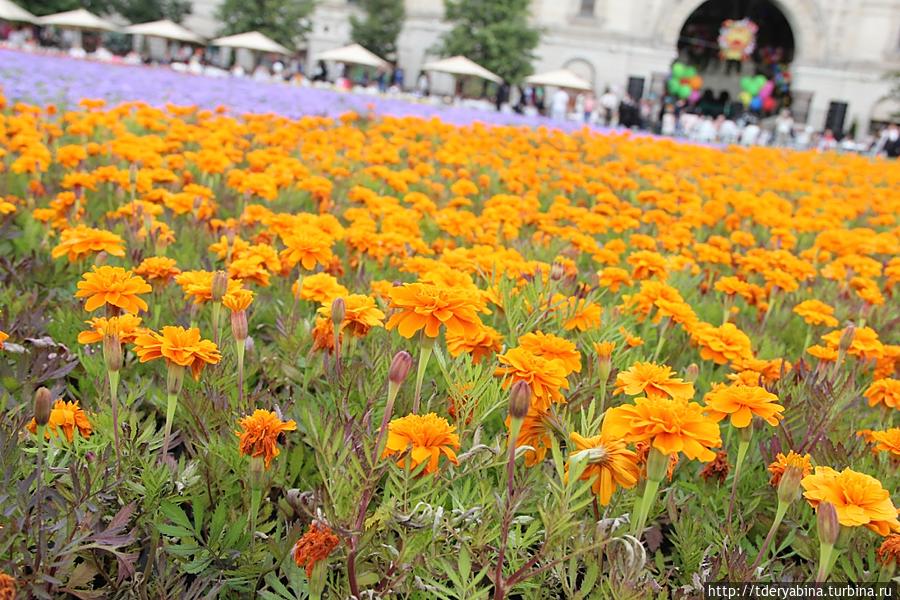 Благоухающий ковер Красной площади Москва, Россия