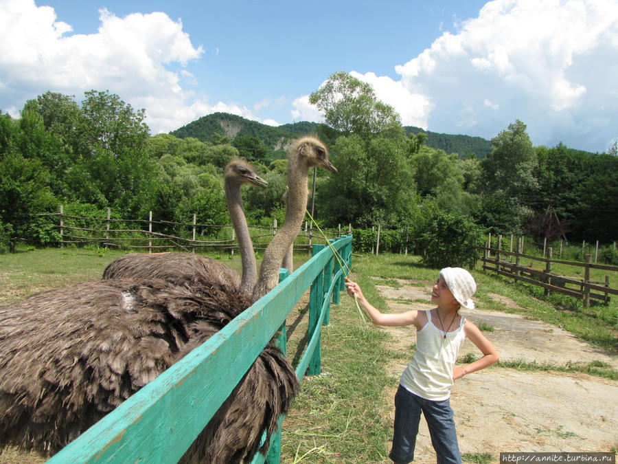 В гости к страусам Геленджик, Россия