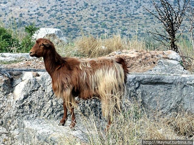 Любительница  истории.  На  развалинах  . Турция.