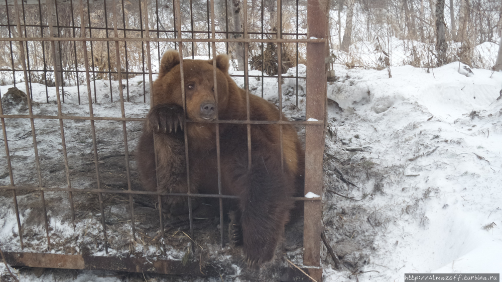 Медвежий бастион или туризм на Камчатке Камчатский край, Россия