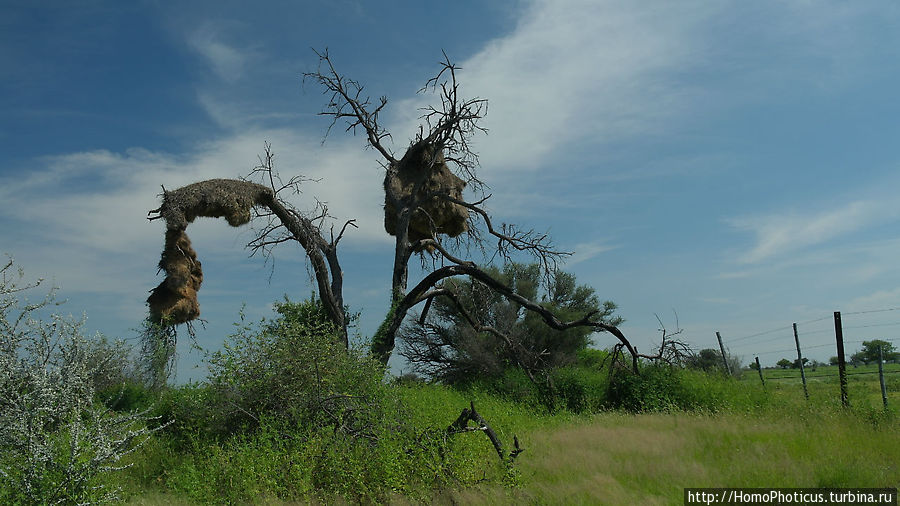 Гнезда Ткачиков Этоша Национальный Парк, Намибия
