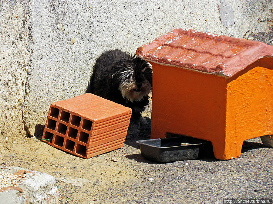 Собака была грозная, но осторожная:)))