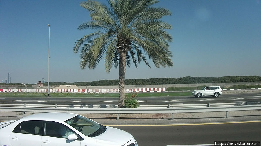 Мангровые заросли, лучшие очистители, и единственное дерево, которое питается солёной водой Абу-Даби, ОАЭ