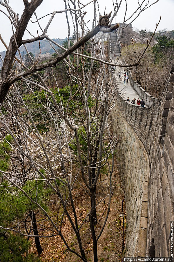 Великая Китайская стена в период цветения китайской яблони Мутяньюй (Великая Стена), Китай
