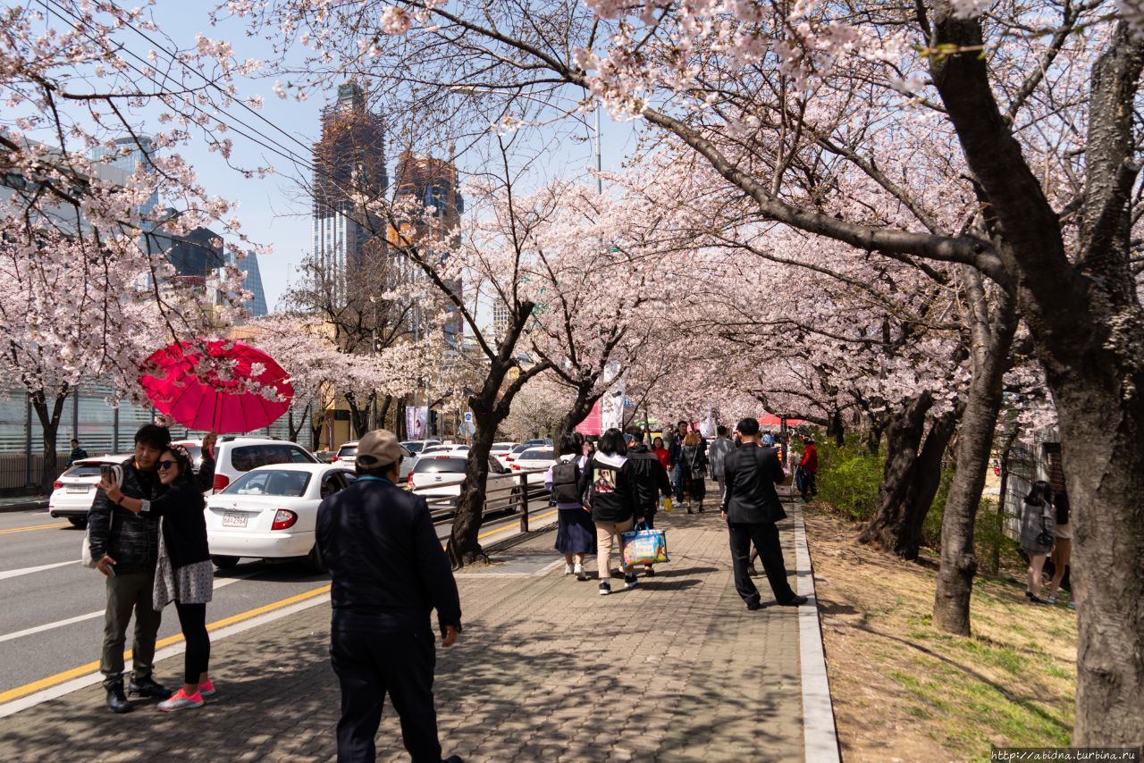 Весна в Корее, или Когда сакура цветет... Сеул, Республика Корея