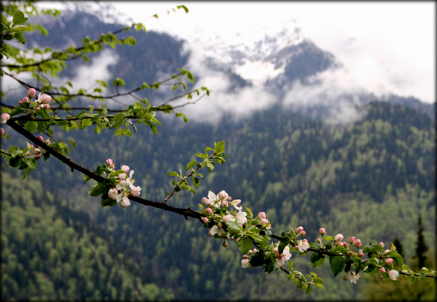 Весна на озере Рица Рица Реликтовый Национальный Парк, Абхазия