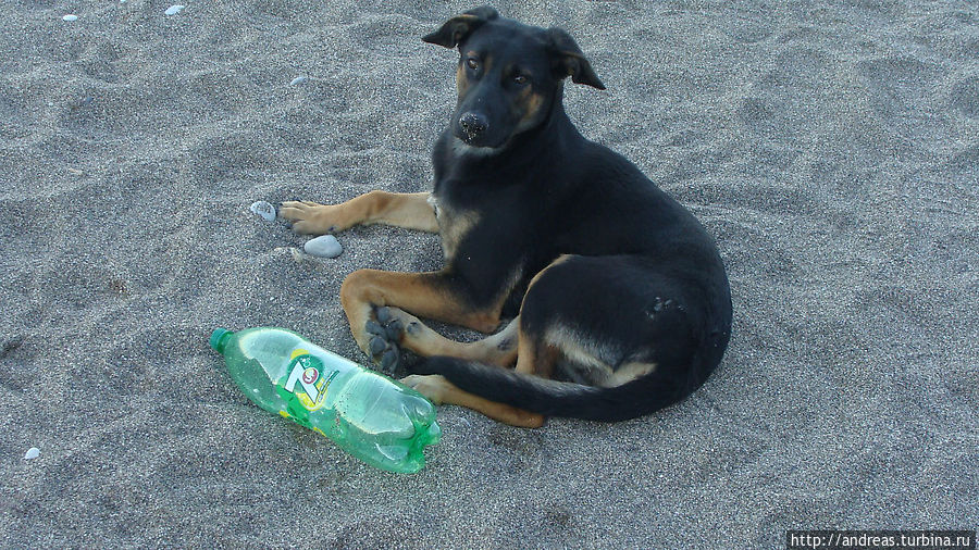 Умный пёсик