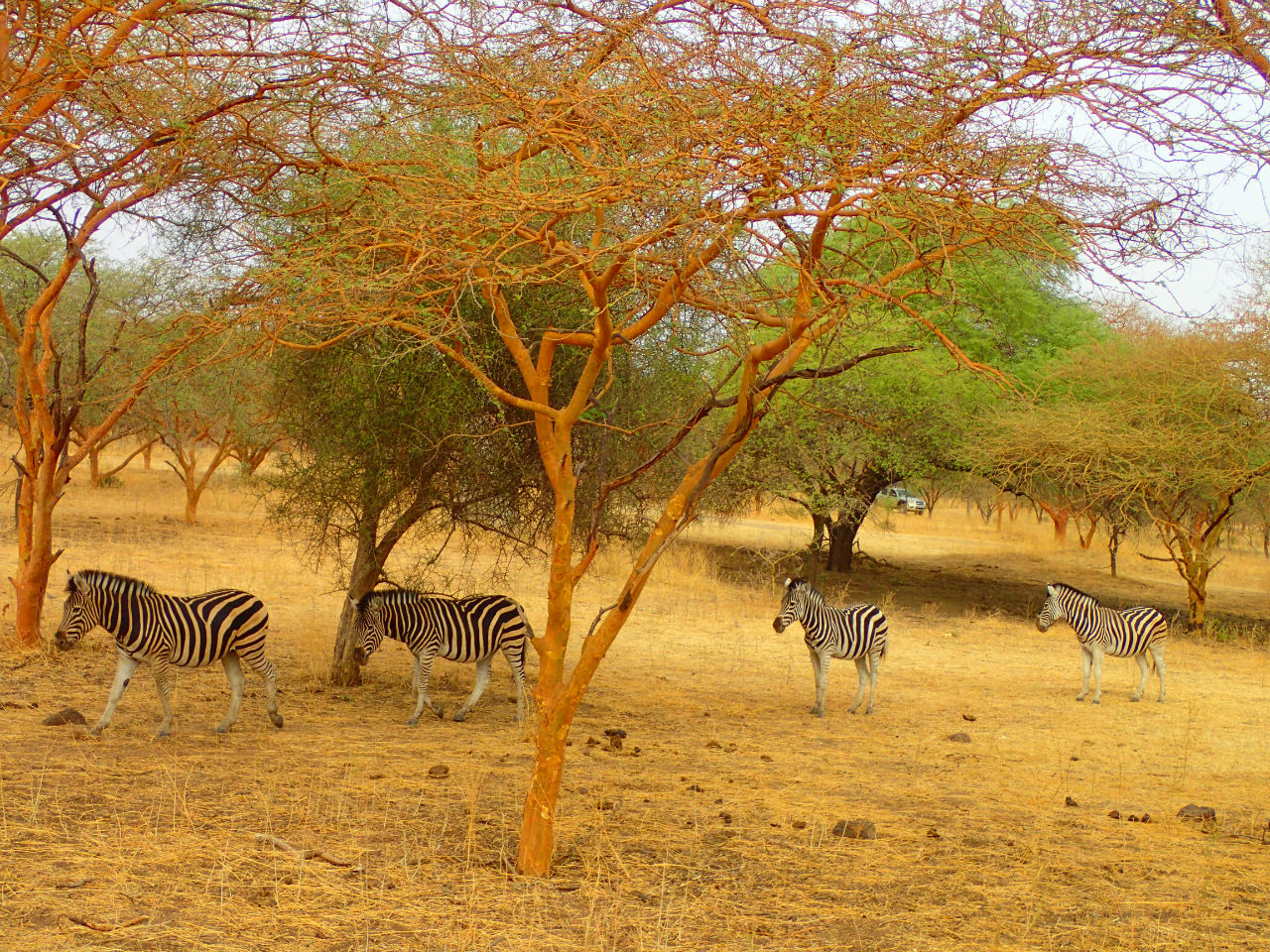 Наше  сафари в Африке. Бандия Мбур, Сенегал