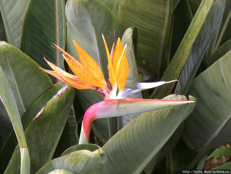 Цветочные сны... Фуншал, Португалия