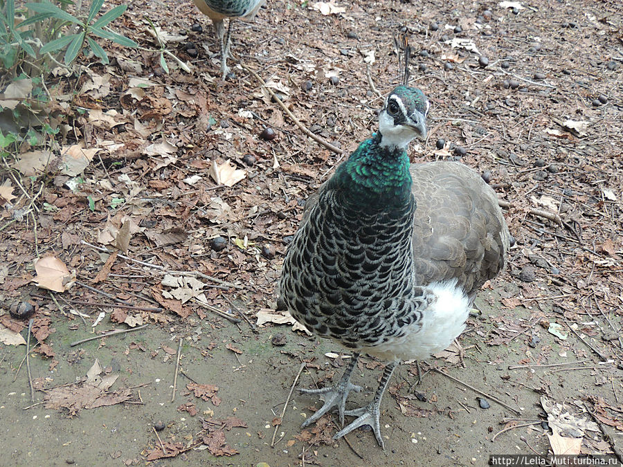 Zoo Roma Рим, Италия