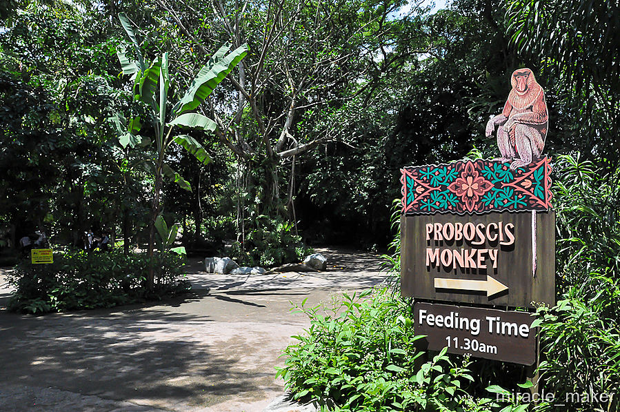 Практически на входе стоит указатель к наиболее популярным жителям зоопарка обезьянам-Носачам. Сингапур (город-государство)