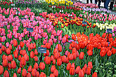 Цветение тюльпанов в парке Кекенхоф, город Лиссе