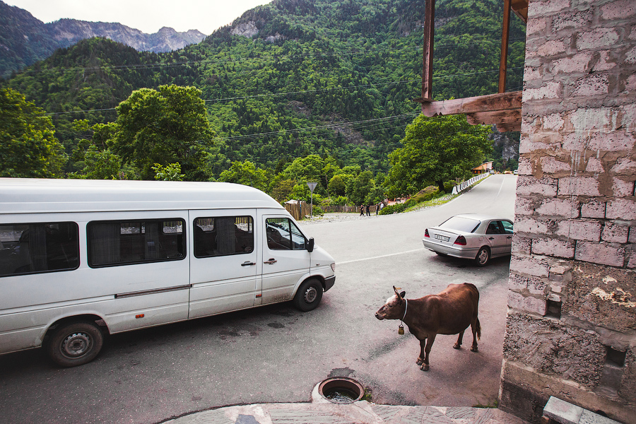 Не прошло и часа, как приключения продолжились.. Водитель остановился у кафешки и сказал — перерыв 15 минут, которые незаметно переросли в полтора часа:) За это время мы и сами поужинать успели.. Если любите остренькое — обязательно попробуйте кубдари, лепешки с мясом и приправами внутри! Очень вкусно! Но, к сожалению, во всех местах делают по разному:( 
Пока мы ужинали, водитель с напарником успели на двоих выпить три литра пива:) Как мы поняли дальше, тут это в порядке вещей.. или просто, чтоб не страшно было ехать по этой дороге! Путь в Местию — это больше 100 км горного серпантина.. Всю дорогу смотришь в окно с открытым ртом... То ущелье, дна которого даже не видно, то горная река, то красивейшее озеро, то старинные тоннели, с потолка и по стенам которых бегут ручейки.. Некоторые участки дороги только расчищены после очередного обвала.. И все это на огромной скорости! 
Грузинские коровы, как и водители, заслуживают отдельного рассказа... Первые спят или идут в развалочку прямо по центру дороги, и не собираются сдвинуться хоть на сантиметр, пока вторые даже не думают тормозить и проносятся мимо них на огромной скорости.. настоящий слалом получается:)