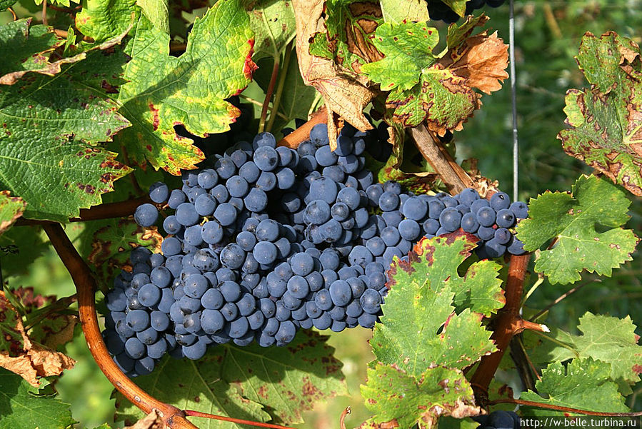 По дороге в Альбано-Лациале попробовали спелый виноград из знаменитых садов. Альбано-Лациале, Италия
