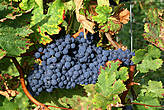 По дороге в Альбано-Лациале попробовали спелый виноград из знаменитых садов.