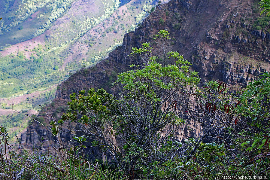 Kalalau lookout — конец автогеографии острова Кауаи На Пали Коаст Парк Штата, CША