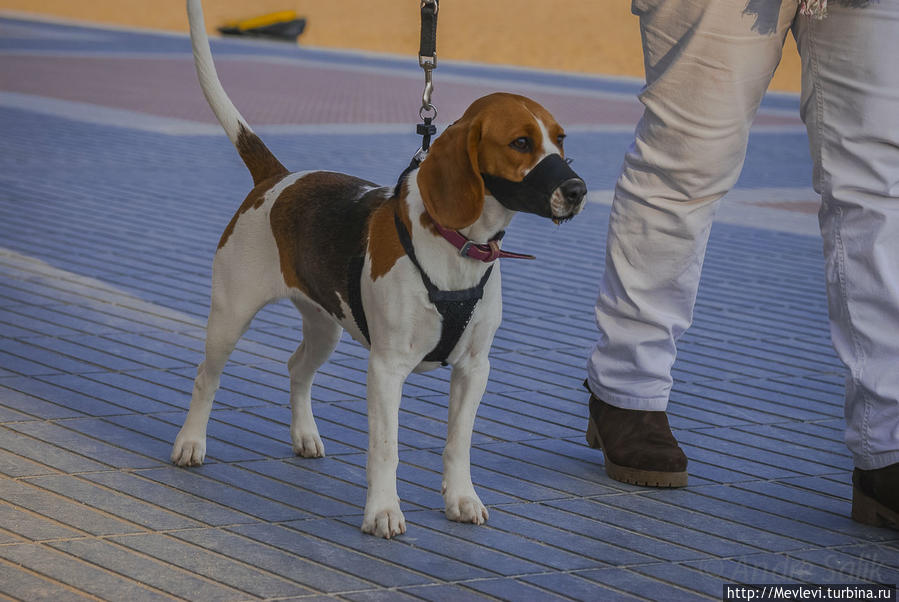 Вечерний Ситжес Ситжес, Испания