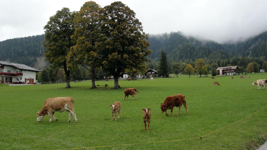 Попутный атрибут прогулки — повсеместные коровы и их запах — на удивление приятный и такой добрый. Телята — любители поиграться на публике и поскакать друг за дружкой по лужайке. Ну Протоквашино какое-то! Рамзау-ам-Дахштайн, Австрия