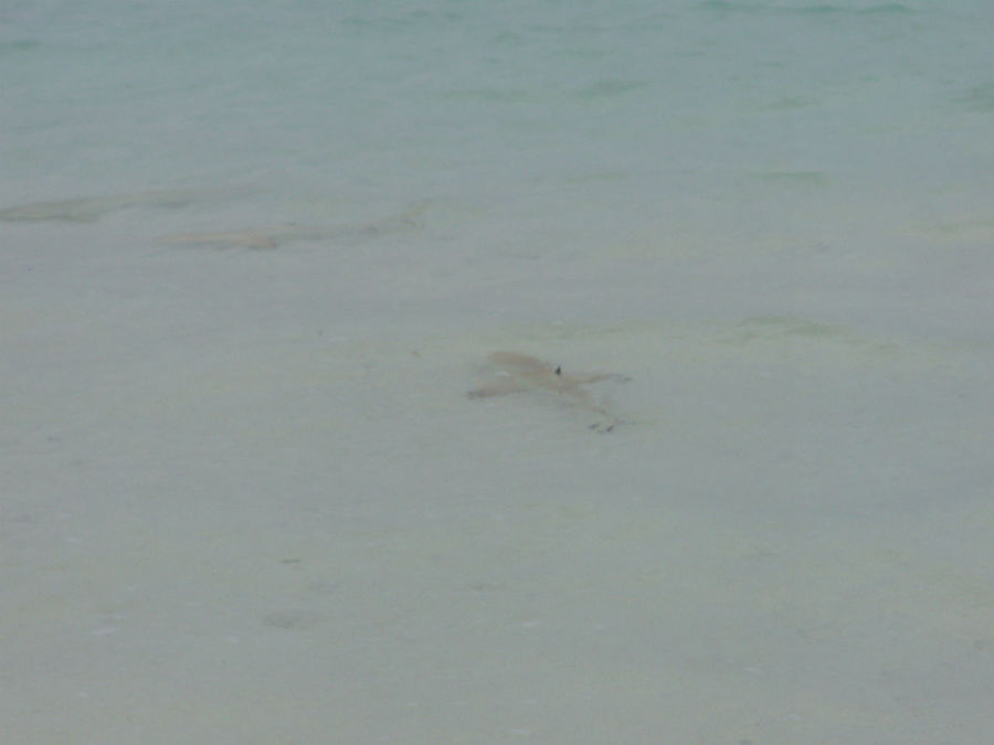 Знакомство с островом. На песчаной косе Мальдивские острова