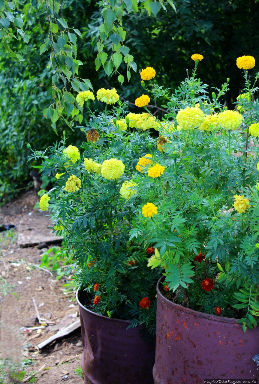 И бархатцы высокие у городчан неизменно получаются крепенькими и пушистыми. И бархатцы высокие у городчан неизменно получаются крепенькими и пушистыми.