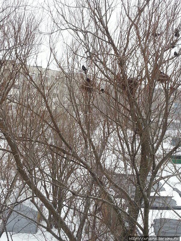 Куда нам! Россия