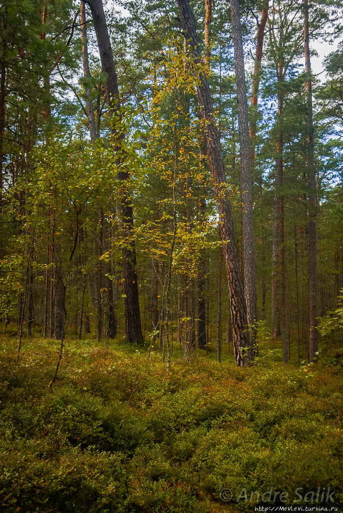 Природный парк Ragakāpa. Юрмала, Латвия