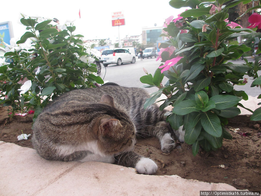 Коты и кошки Мармариса. И немного собак Мармарис, Турция