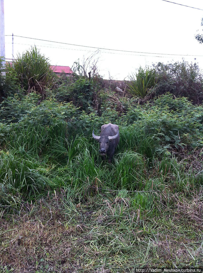 Буйвол охраняет  плантации лотоса