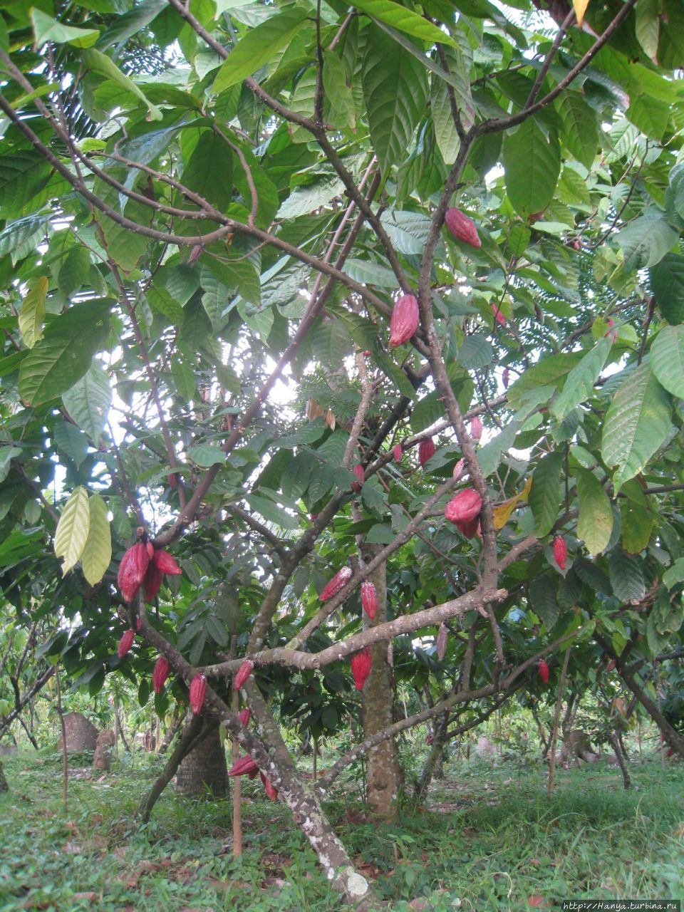 Плантация какао-бобов и как растет кофе Баньюванги, Индонезия