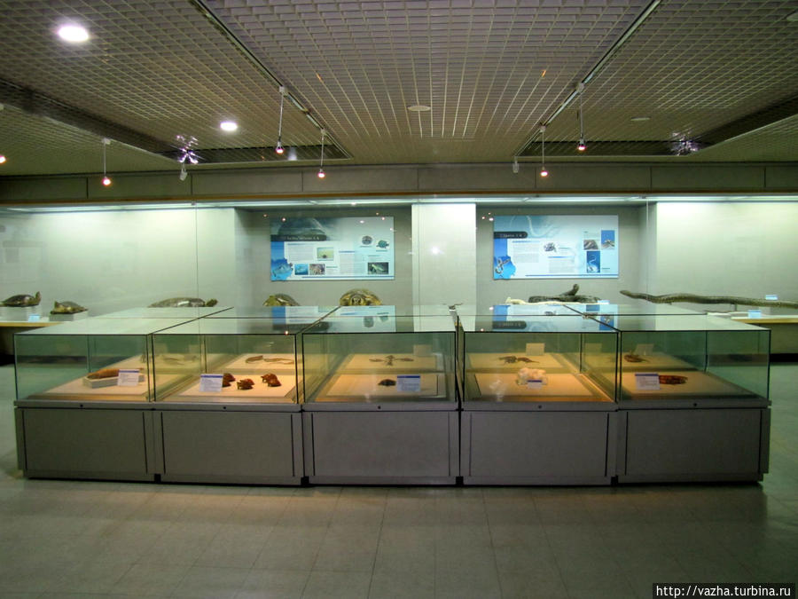 Морской музей естественной истории Пусана. Вторая часть. Пусан, Республика Корея