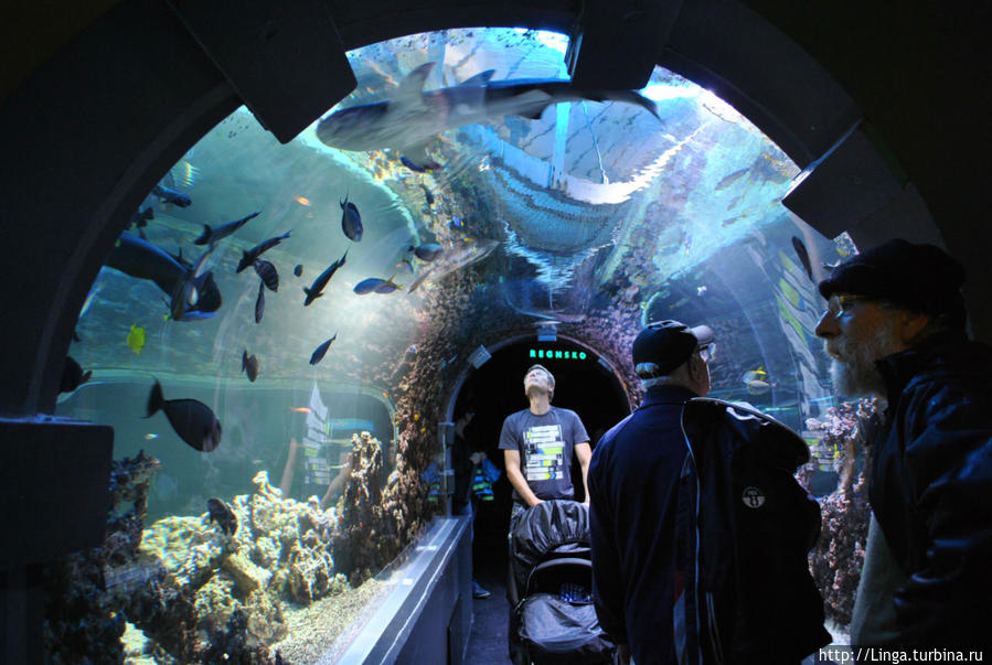 Тоннель в Бергенском аквариуме значительно уступает тоннелю аквариума в Барселоне... Берген, Норвегия