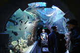 Тоннель в Бергенском аквариуме значительно уступает тоннелю аквариума в Барселоне...