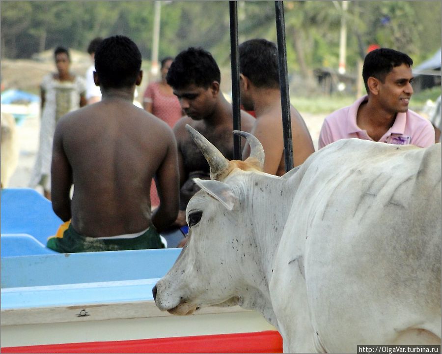 А глаза у ланкийских коров — очень красивые, большие, черные и немного с косинкой...