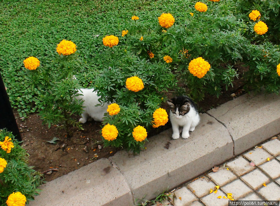 Кошки Кемера Кемер, Турция